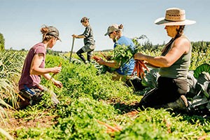 Image of the cover of the guidebook of farmers in a field
