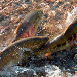 Three salmon in a creek