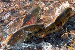 Three salmon in a creek