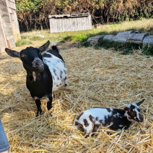 Adult and baby goat in hay