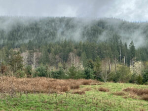 Evergreen forest wreathed in mist