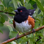 A Spotted Towhee in Chimacum Ridge forest.