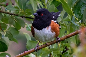 A Spotted Towhee in Chimacum Ridge forest.