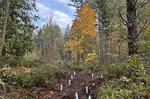 Photo of forested hill with new plants in blue tubes to protect them.