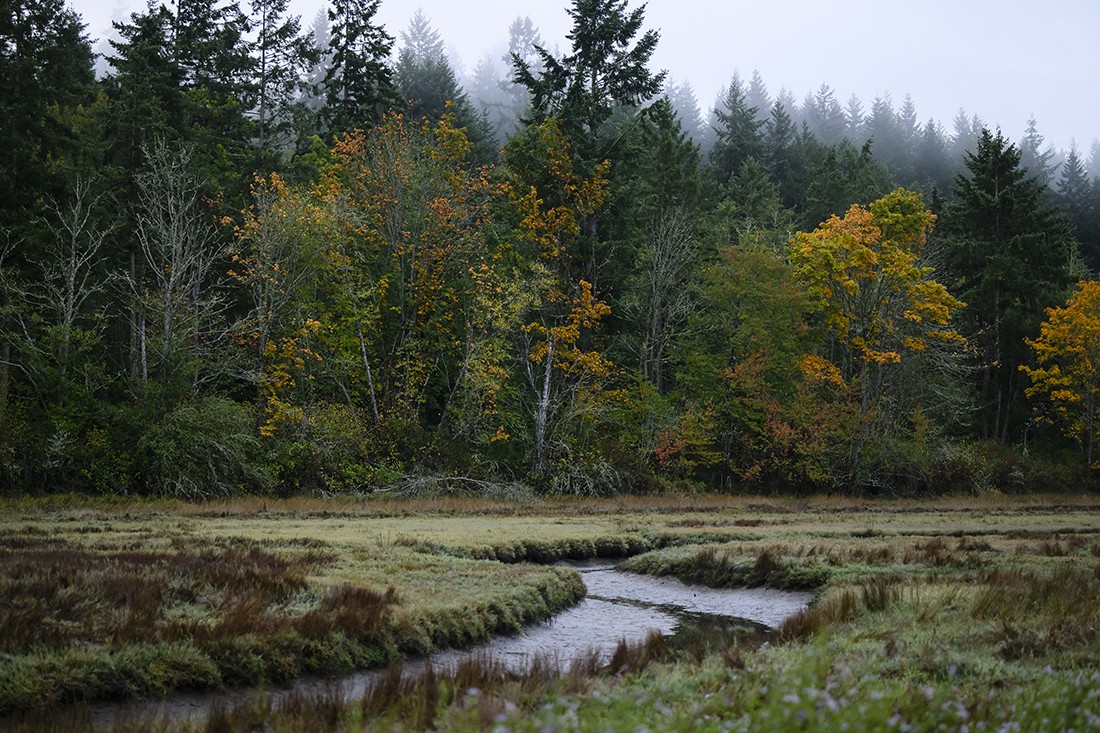 Photo of a creek through a field with trees in the background