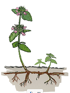 Illustration of a wild basil plant by Slater Sorensen.