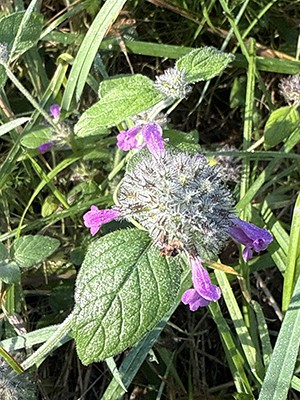 photo of a burple and green weed.
