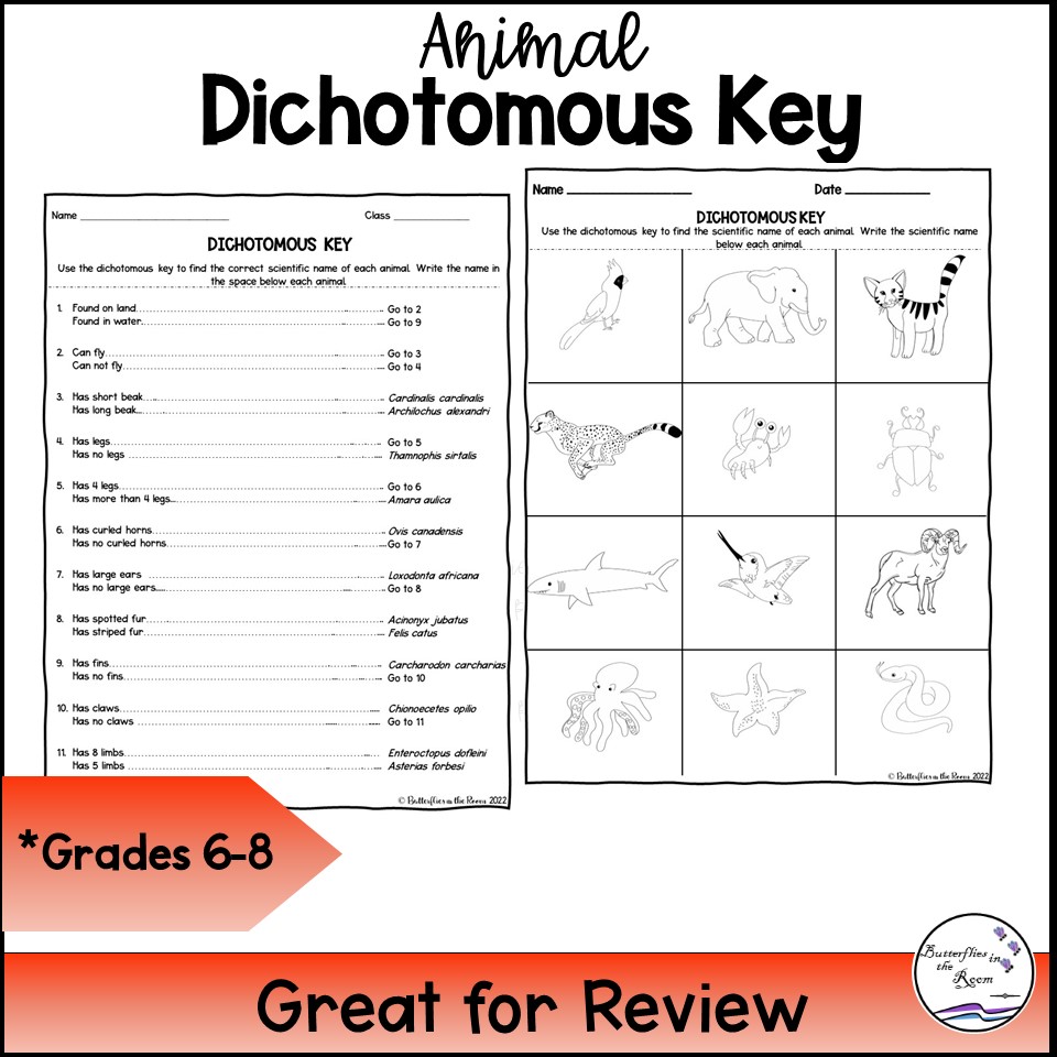 Animal Dichotomous Key Classful