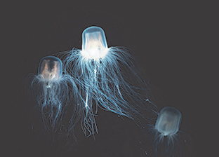 Death-Defying Jellyfish | Texas A&M Foundation - Maroon Magazine