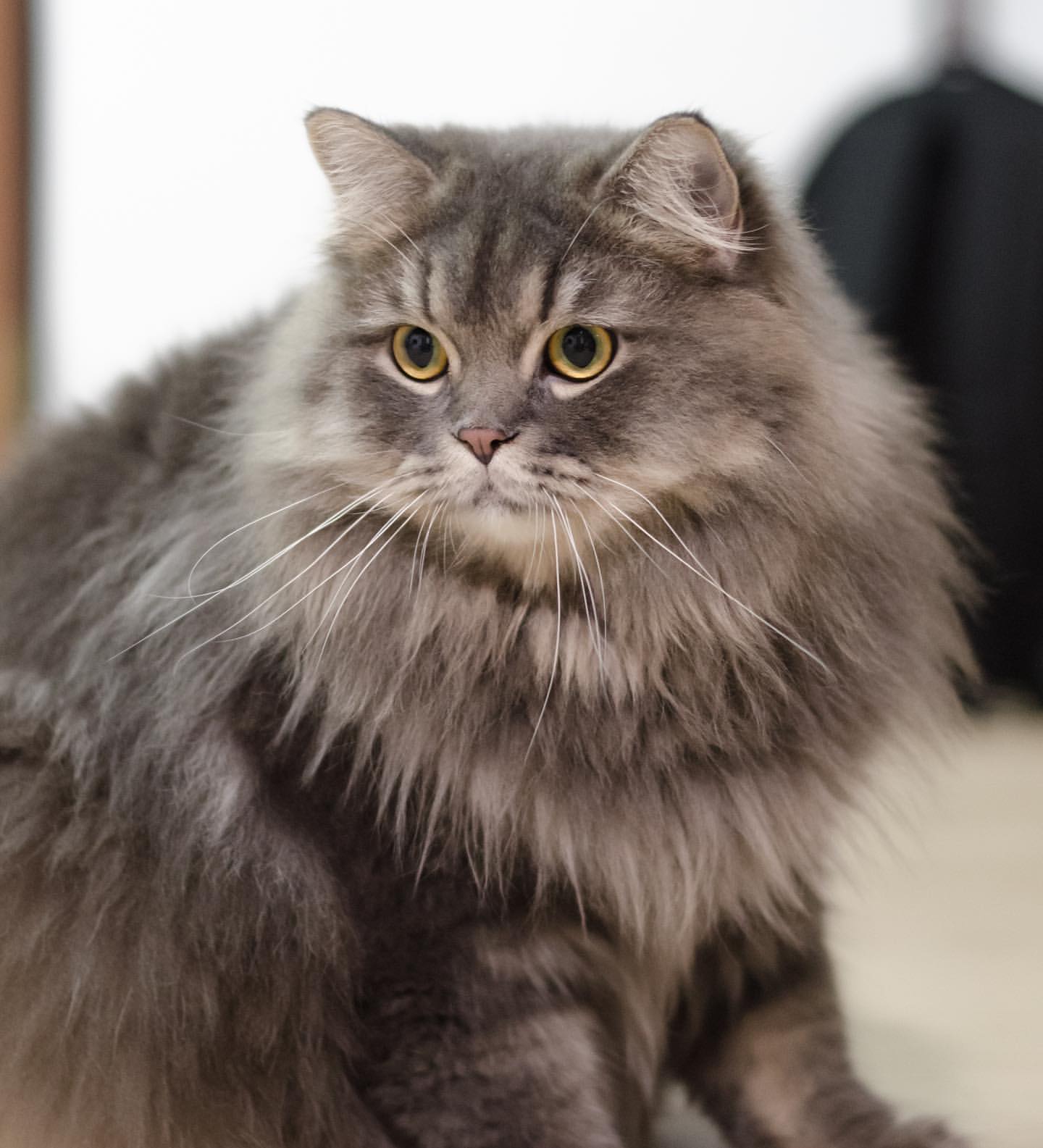 Resident Cat