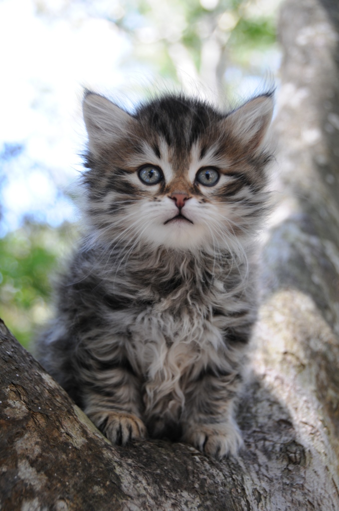 animal