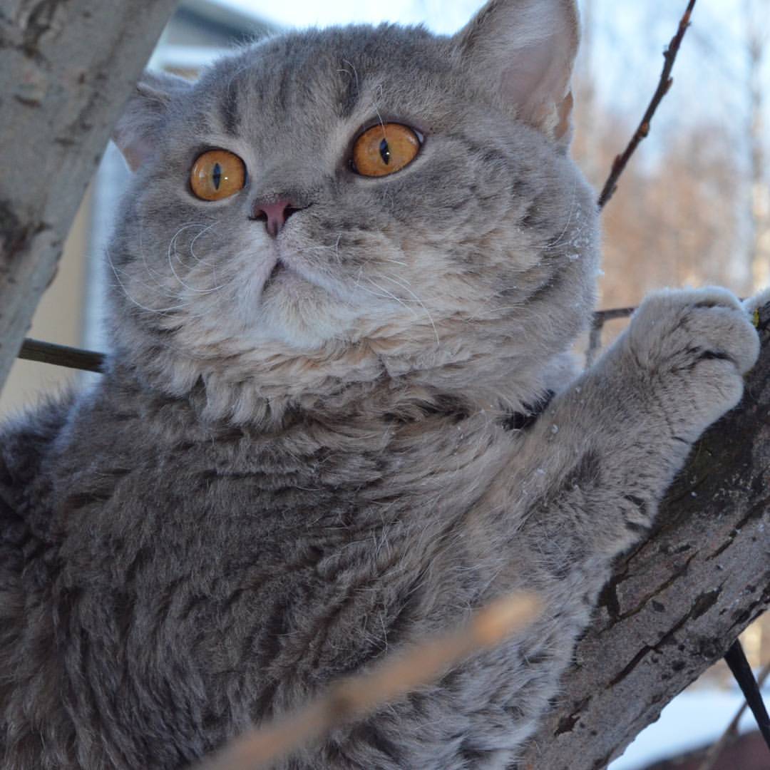 animal