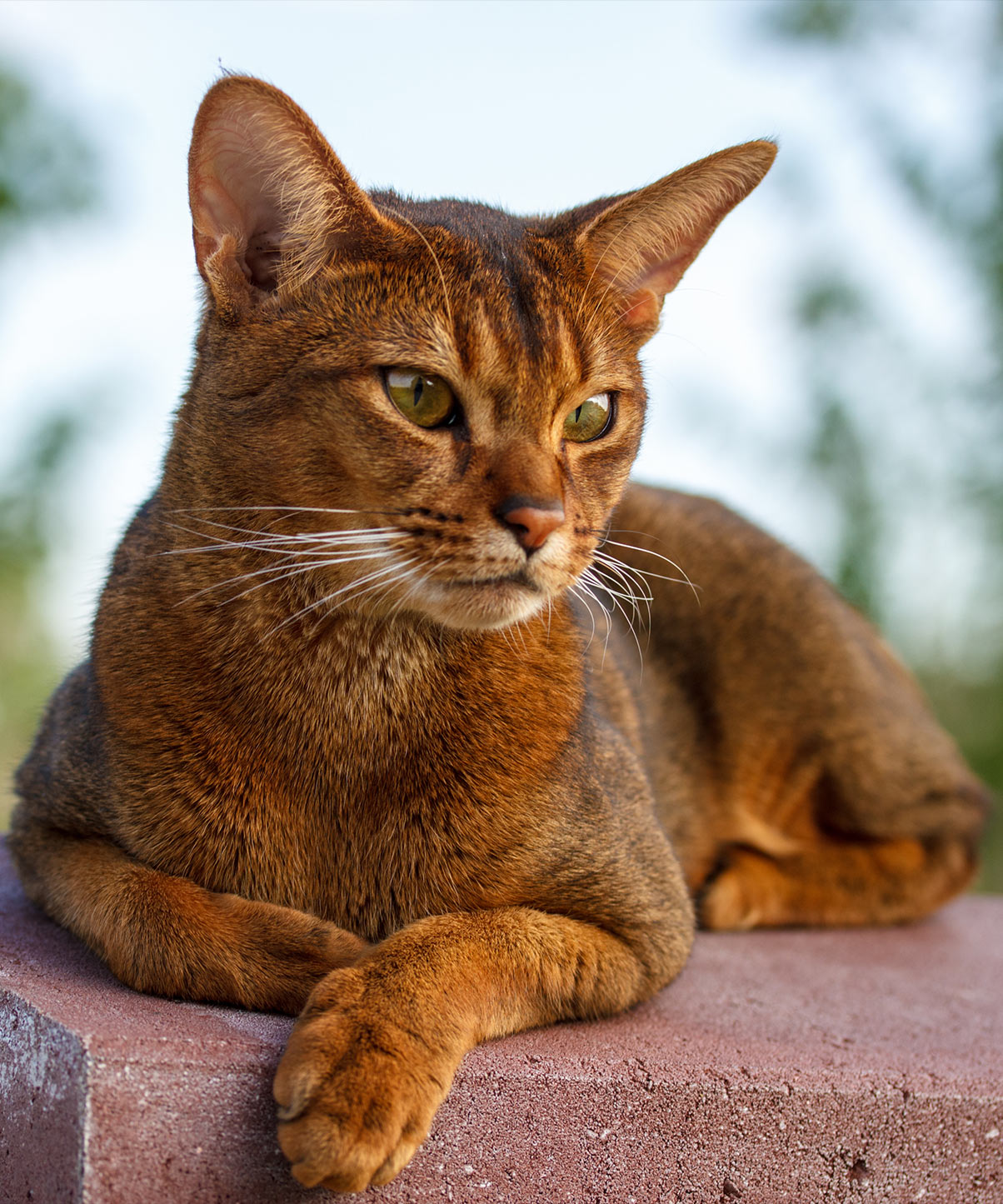 猫影像 2