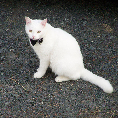 animal