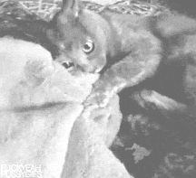 animal