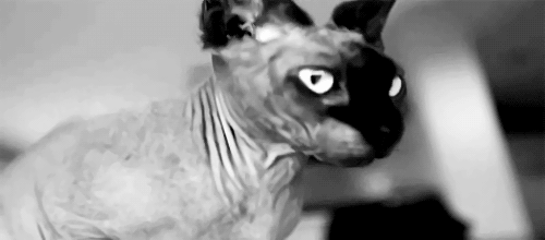 animal