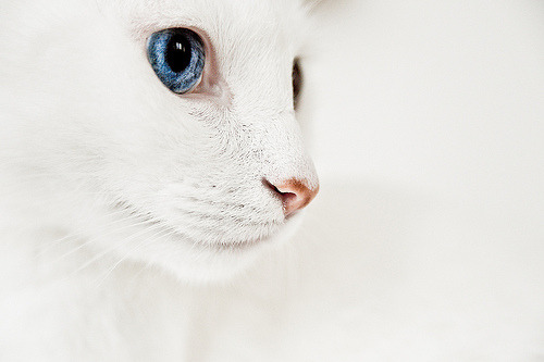 animal