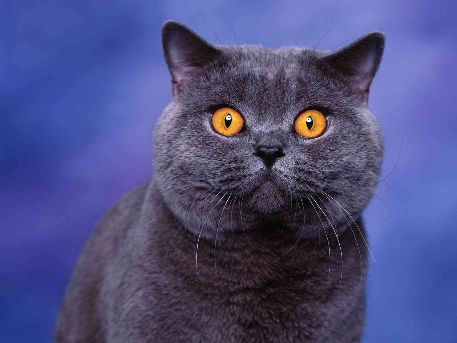 animal