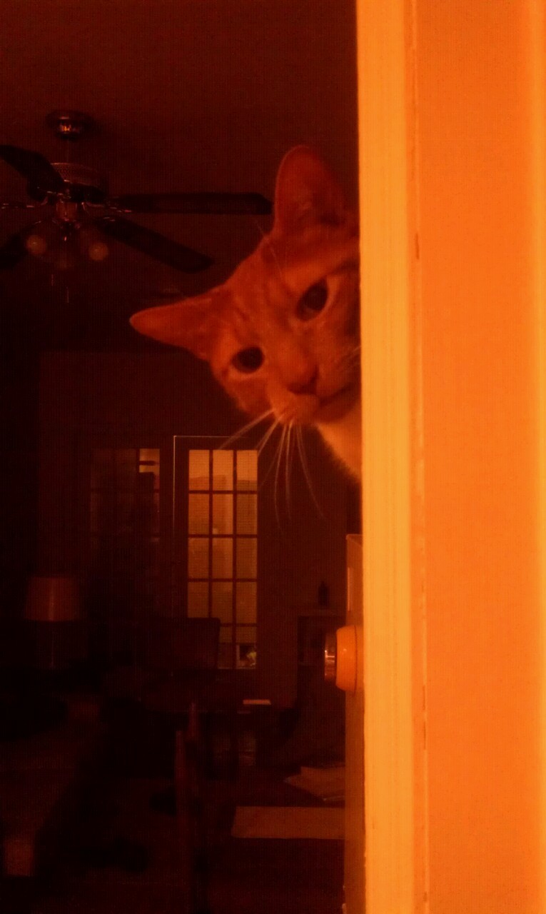 animal