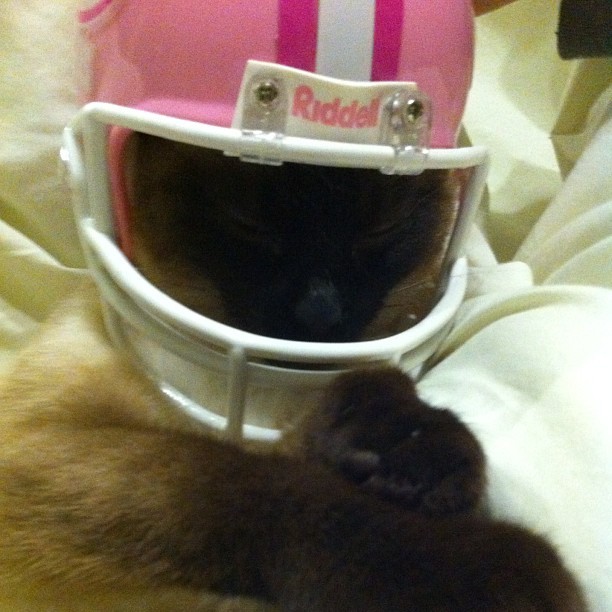 animal