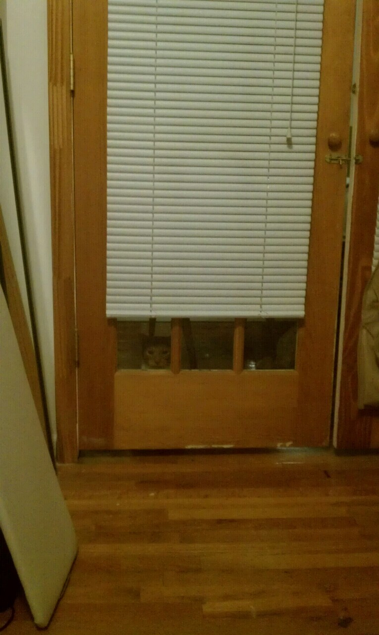 animal
