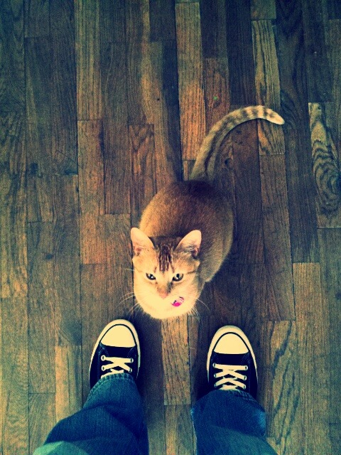 animal