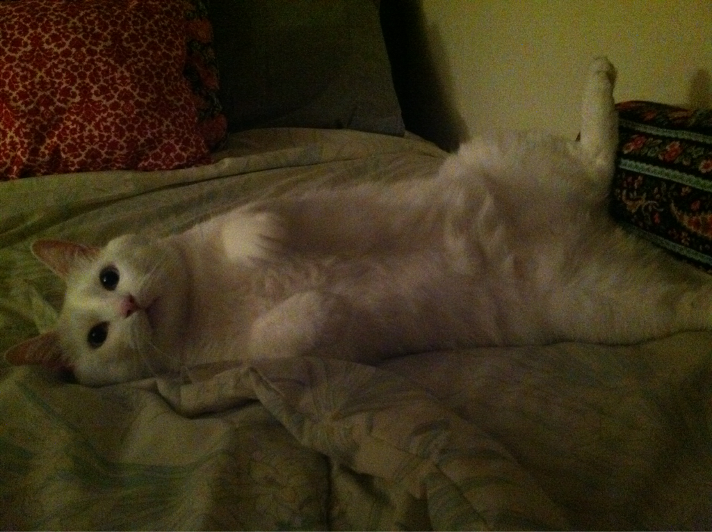 Cute Cat