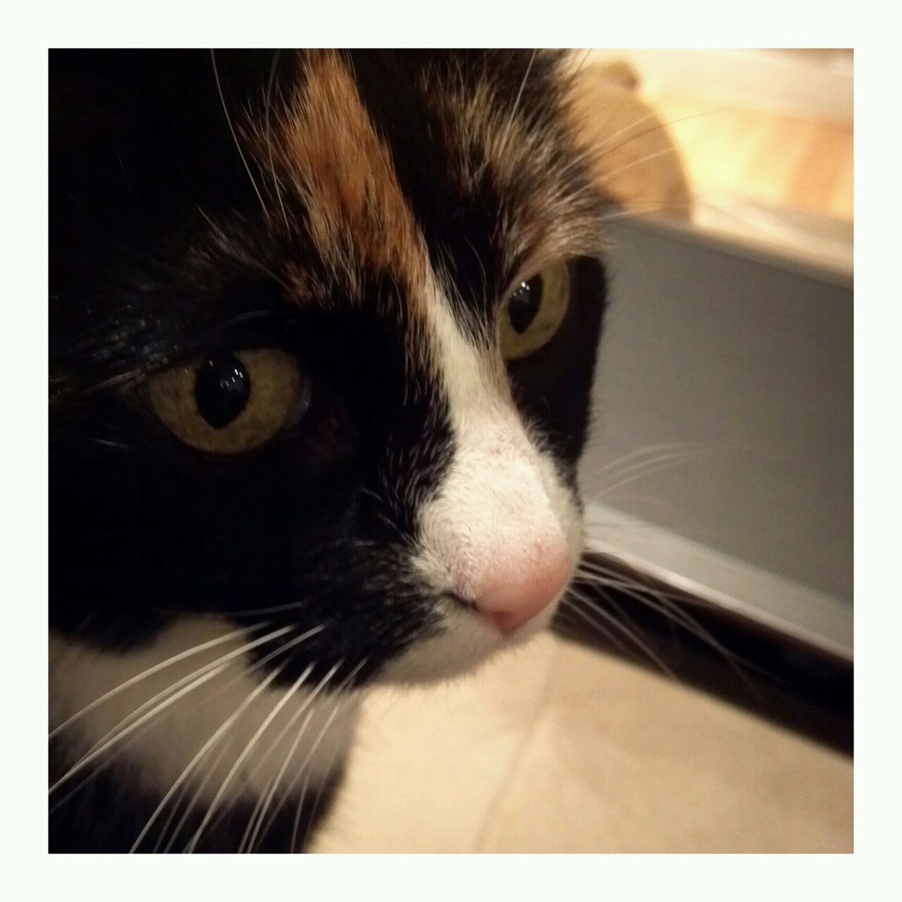 animal