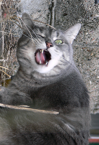 animal