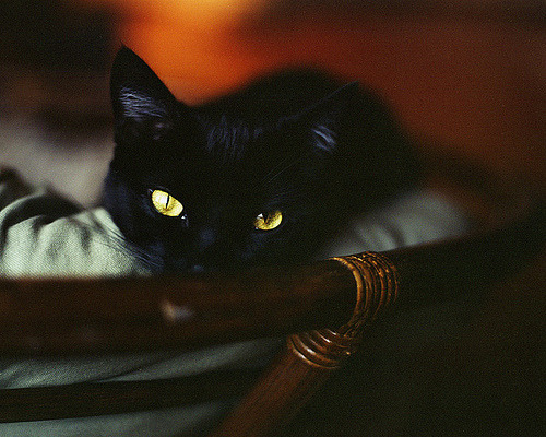 animal