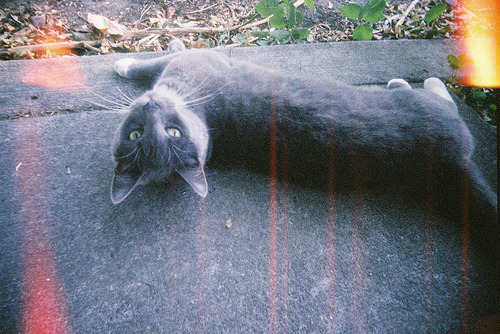 animal