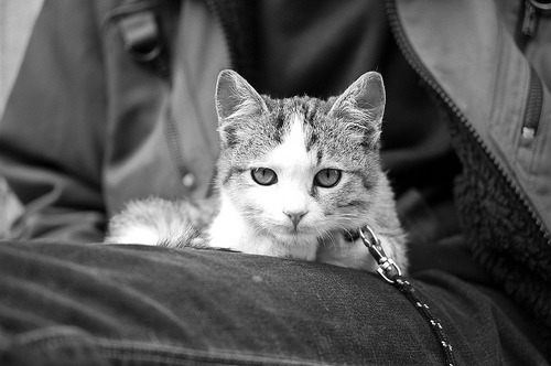 animal