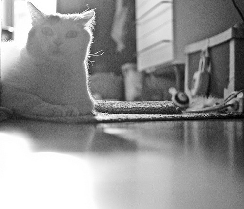 animal