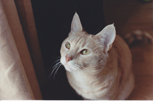 animal