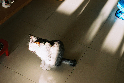 animal