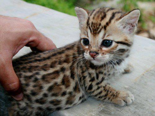 animal