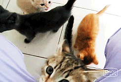 Random Cat