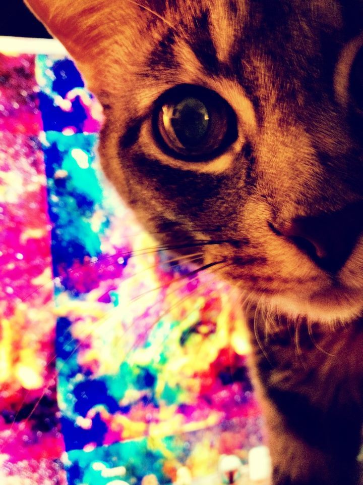animal