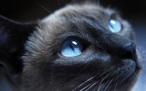 animal