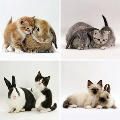 animal