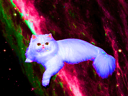 animal