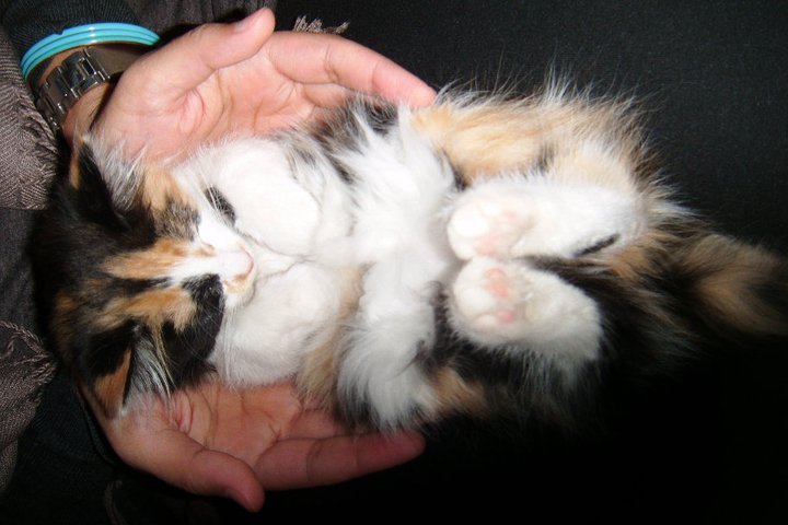animal