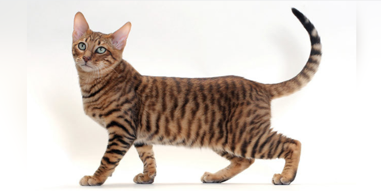 animal