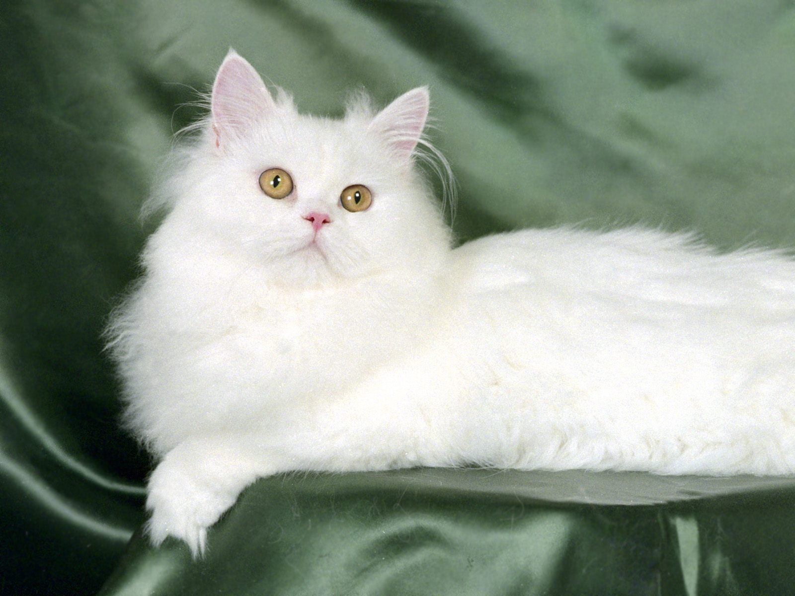kedi balik yagi