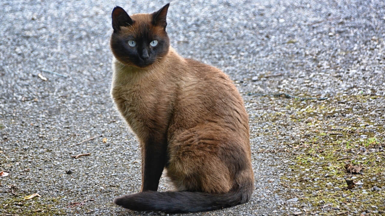 animal
