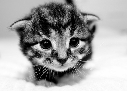 Resident Cat