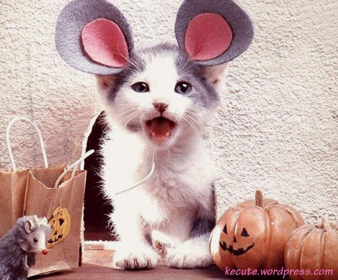 animal