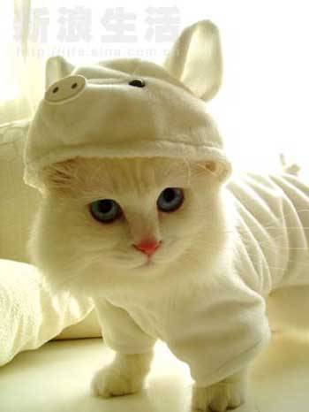 animal