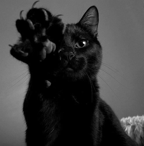 animal