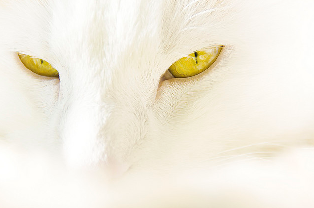 animal